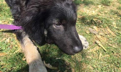 Cane abbandonato in Svizzera: ora cerca casa in Italia