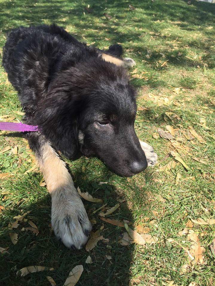 Cane abbandonato in Svizzera: ora cerca casa in Italia