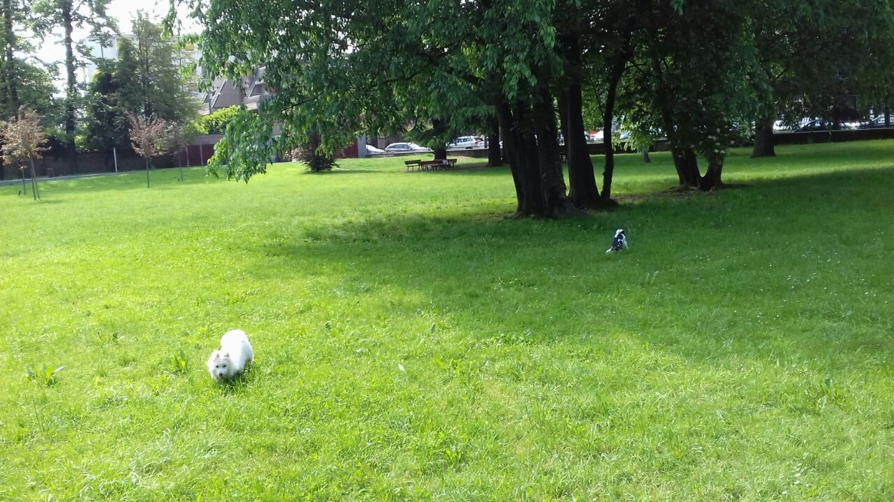 Escrementi al parco Argenti, su Facebook monta la protesta: FOTO