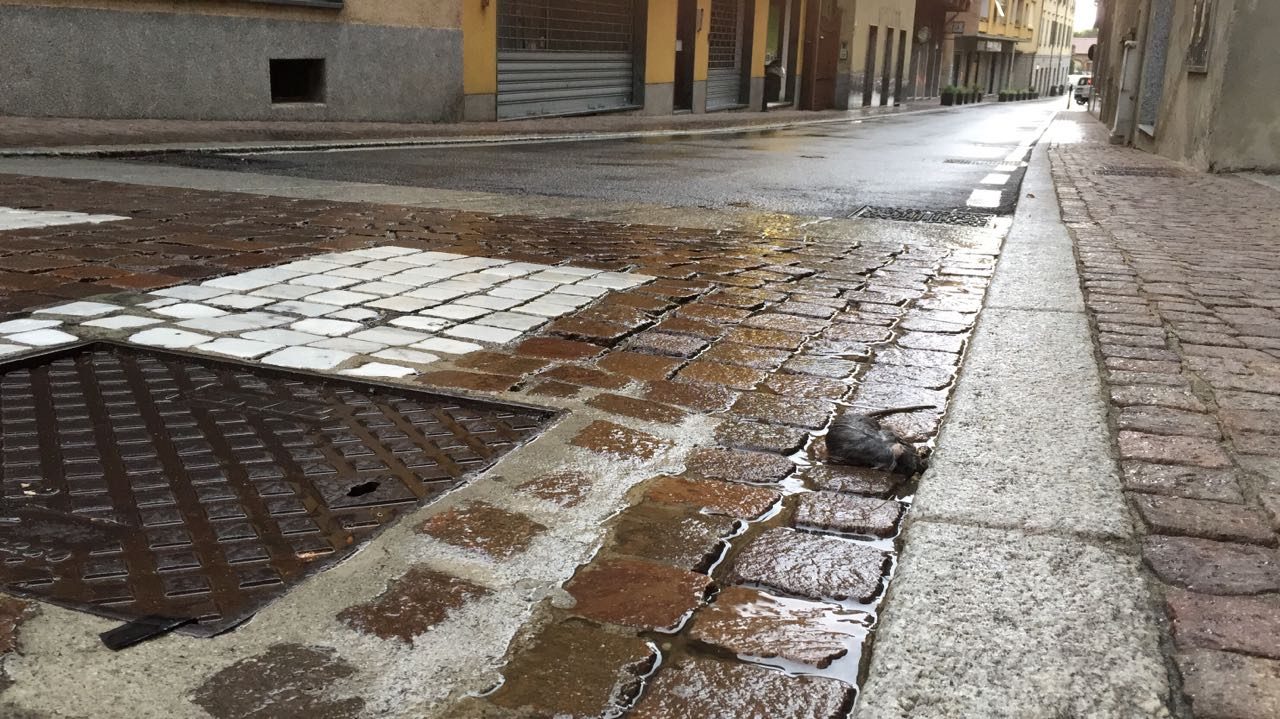 Topo morto in via San Gerardo: interviene il sindaco