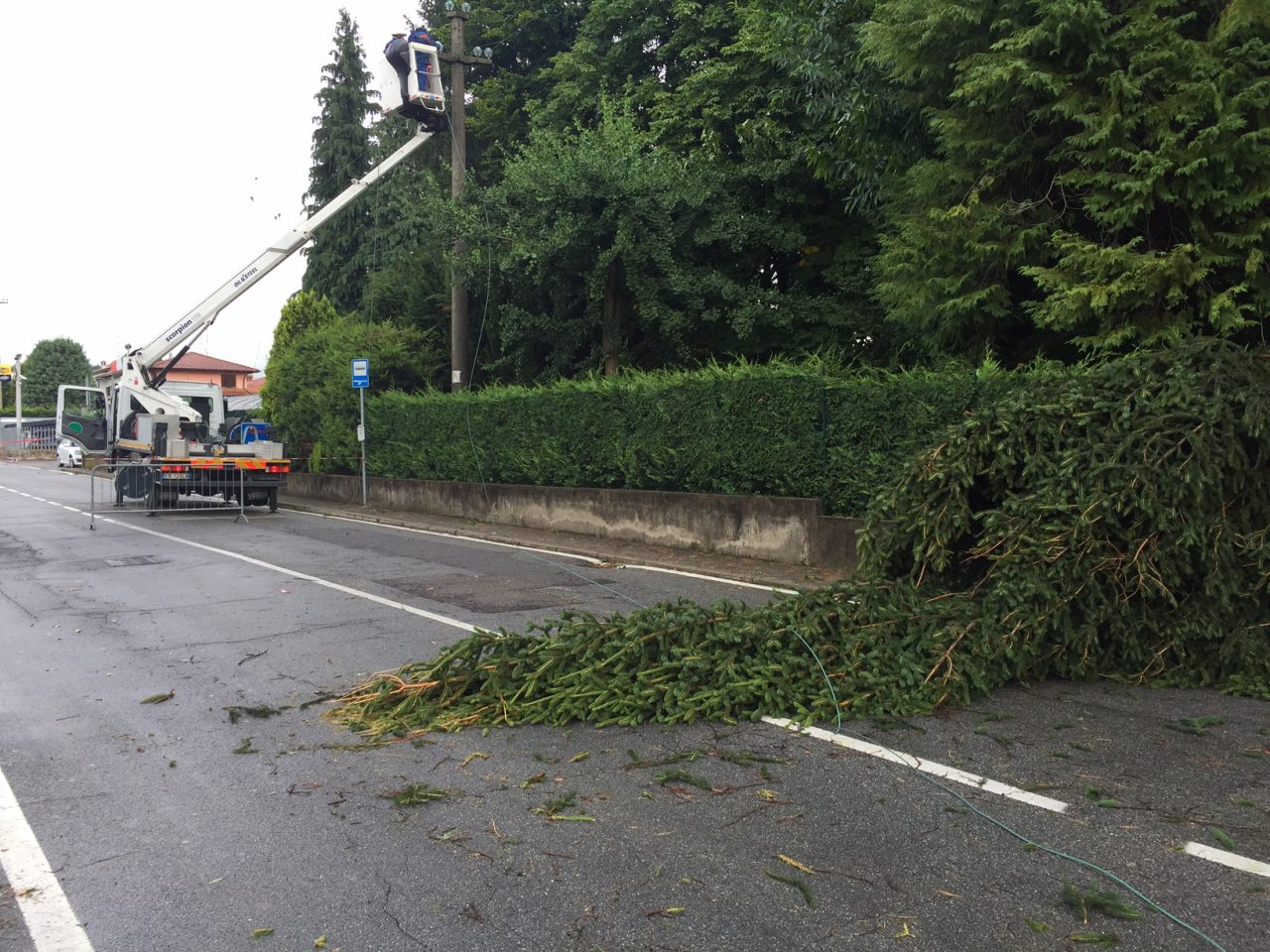 Pianta sul traliccio, quartiere senza corrente. VIDEO