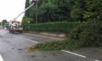 Pianta sul traliccio, quartiere senza corrente. VIDEO