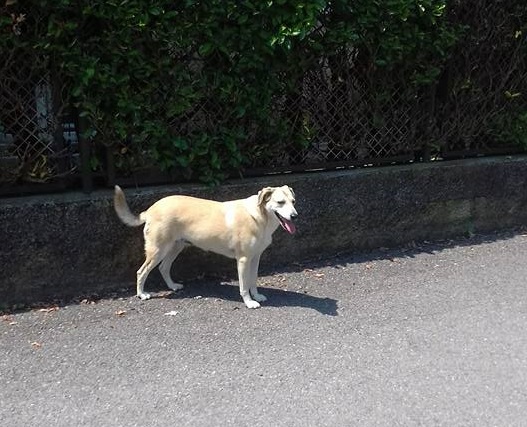 Cane smarrito per le vie di Cantù