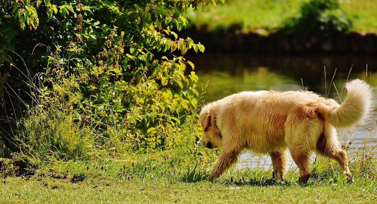 Mozzate, cane ucciso da una polpetta avvelenata