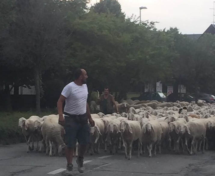 Il gregge di pecore invade Brenna. VIDEO