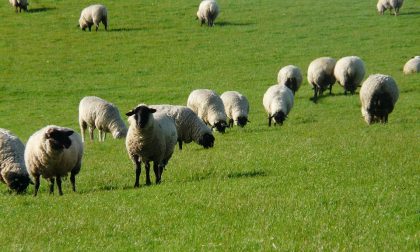 Mattanza di pecore, condannato. FOTO