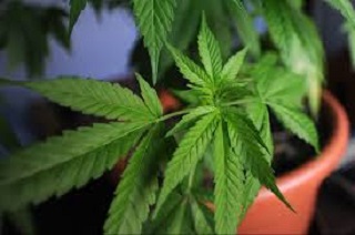 Coltivavano cannabis: deferiti tre comaschi