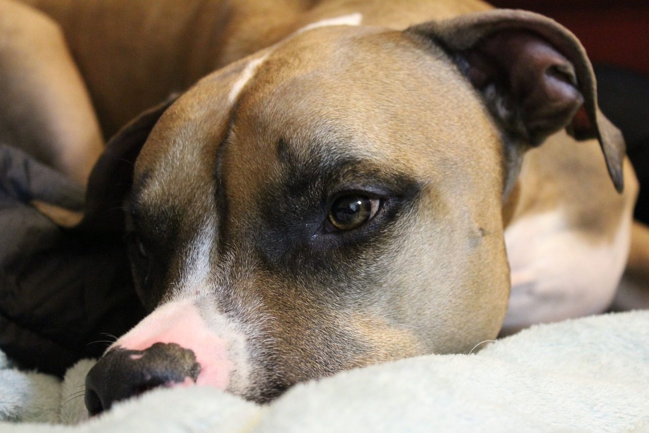 Polpetta avvelenata: muore un pitbull a Limido Comasco