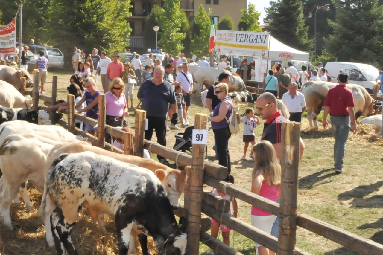 Fiera zootecnica, è tutto pronto