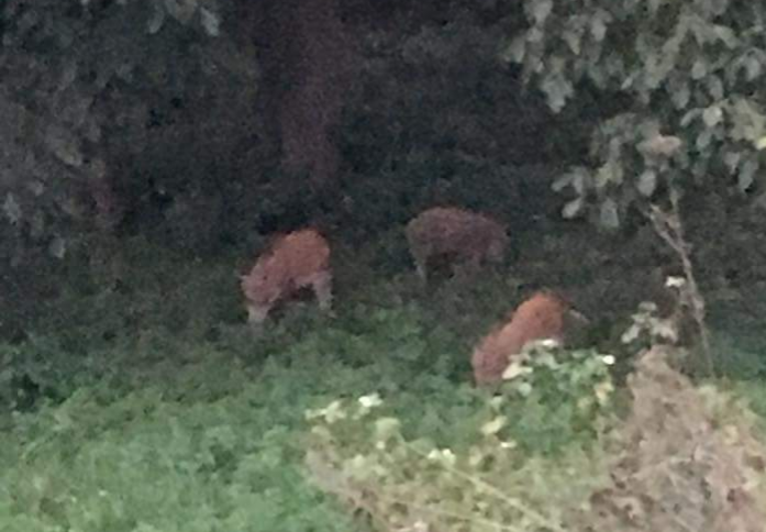 Cinghiali a Gaggino: scatta l’allarme