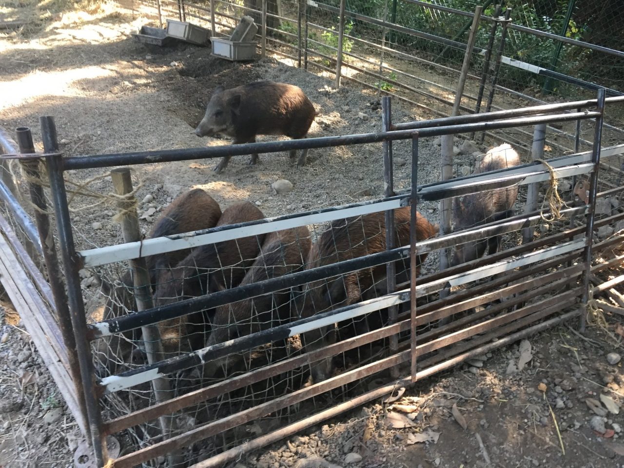 Animali maltrattati, sequestro alla Fattoria delle coccole. FOTO