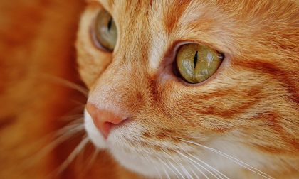 Scatta l'obbligo del microchip per i gatti: tutte le informazioni
