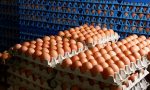 Uova al Fipronil, trovate omelette contaminate