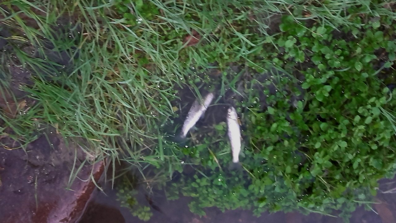 Pesci morti rinvenuti nel torrente Lanza