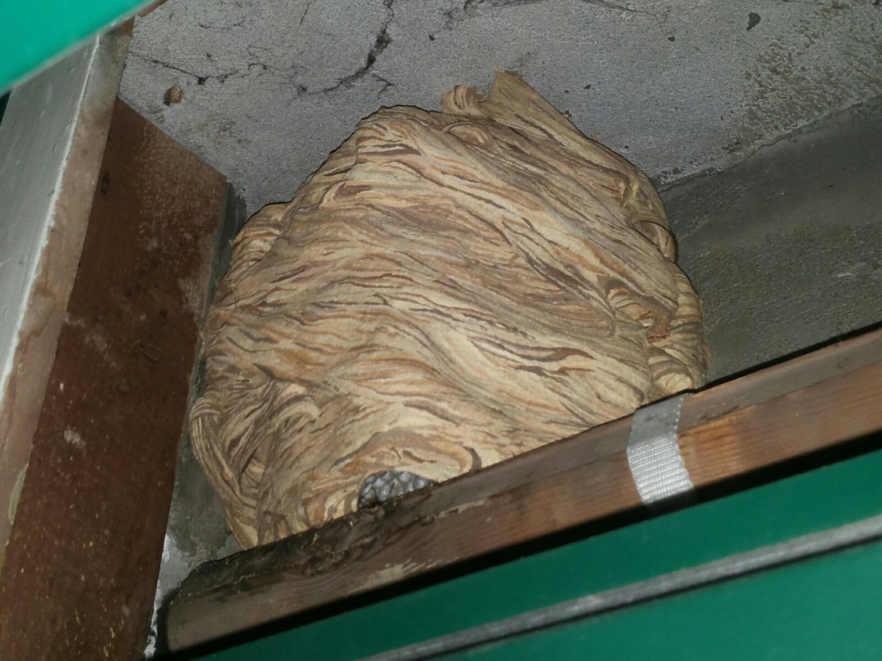 Inps di Cantù: rimosso un nido di calabroni. FOTO