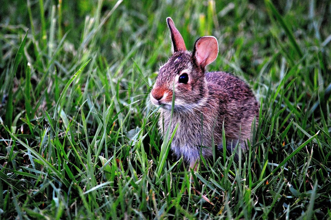 Macabro ritrovamento a Orsenigo: coniglio ucciso e appeso nel bosco