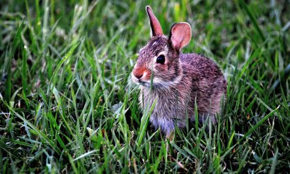 Macabro ritrovamento a Orsenigo: coniglio ucciso e appeso nel bosco