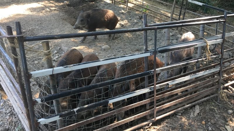 Dopo il sequestro riapre la Fattoria delle coccole