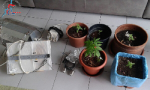 Lipomo, coltivava marijuana sul balcone di casa