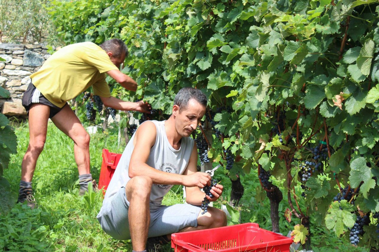Vendemmia 2017: per i vigneti lariani un +15%