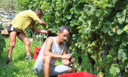 Vendemmia 2017: per i vigneti lariani un +15%