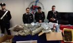 Rovello Porro arrestati: coltivavano marijuana