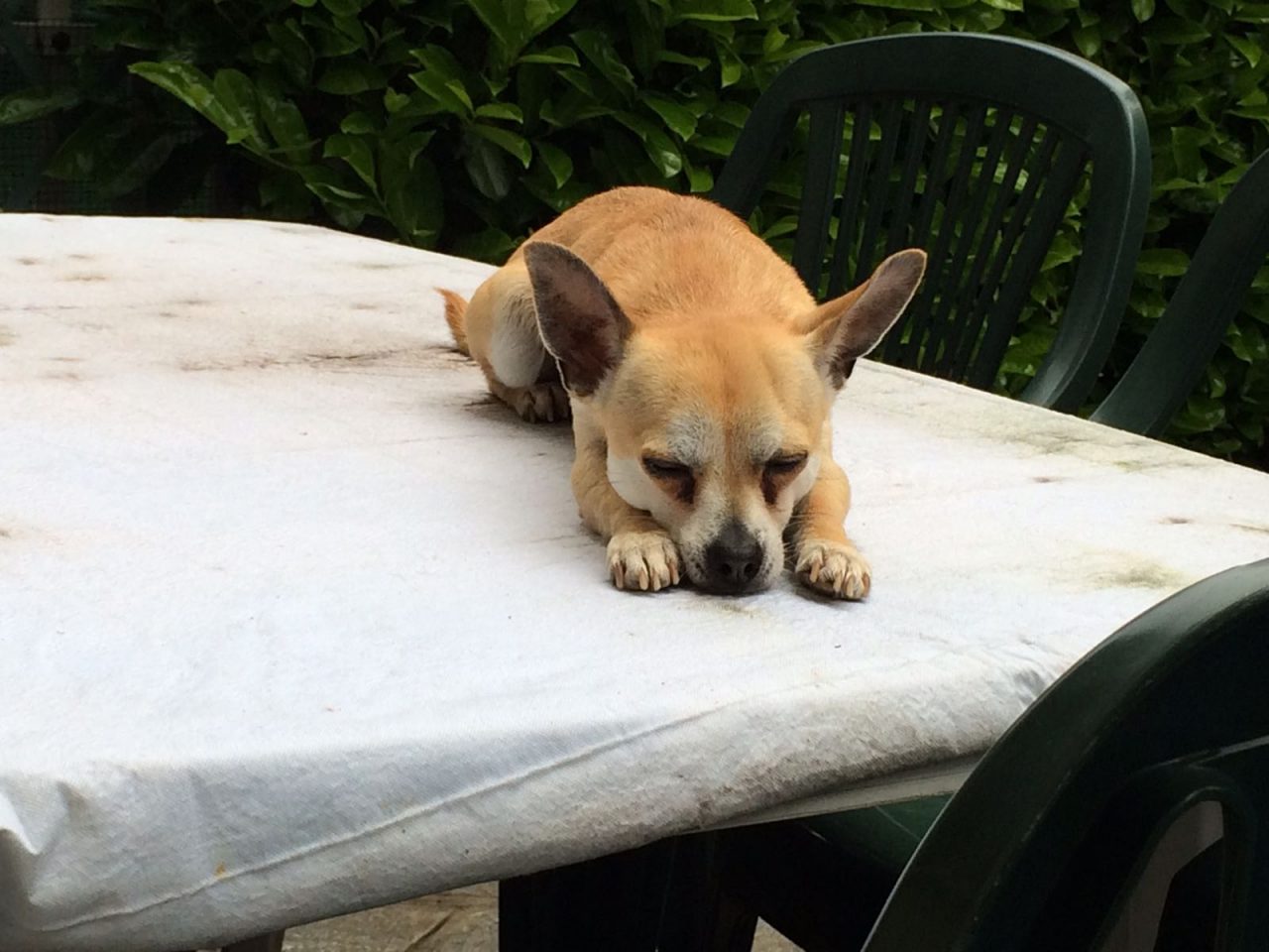 Fino Mornasco, cane azzannato a morte