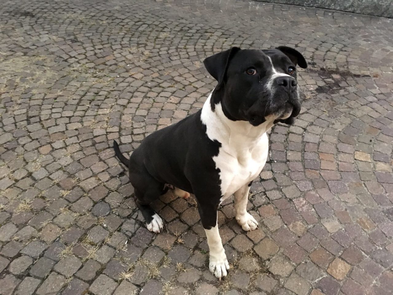 Cane eroe mette in fuga i ladri
