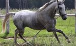 Inciampa e il cavallo la travolge, trasportata d'urgenza al Sant'Anna