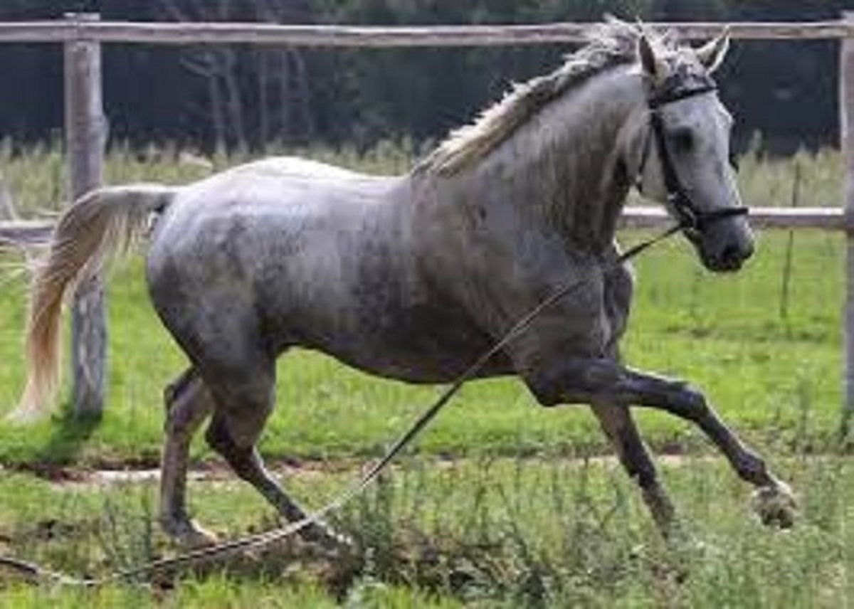 Inciampa e il cavallo la travolge, trasportata d’urgenza al Sant’Anna