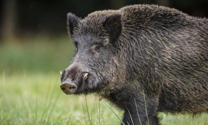 Motociclista investe un cinghiale a Pianbosco, ricoverato al Sant'Anna