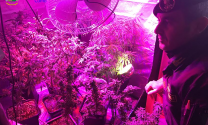 Coltivava marijuana piante anche nel salotto di casa