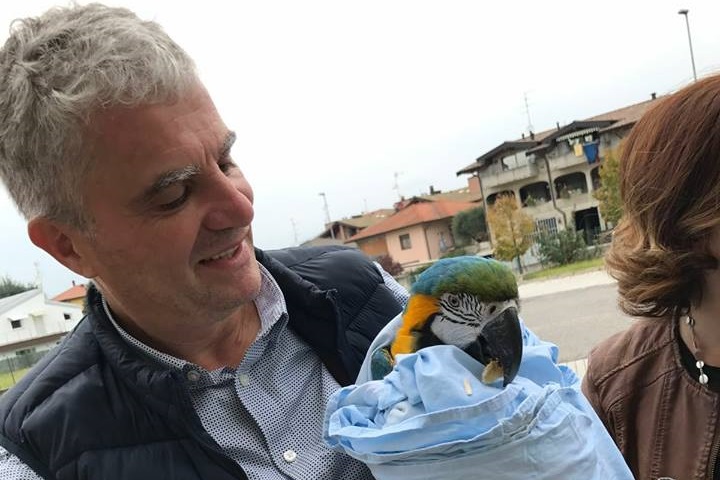 Scappata qualche giorno fa, il pappagallo Camilla ora è casa