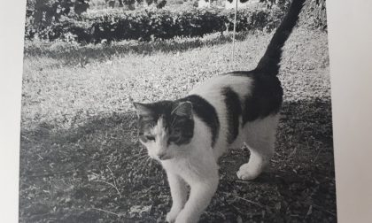 Gatto smarrito a Erba una ricompensa a chi lo ritrova