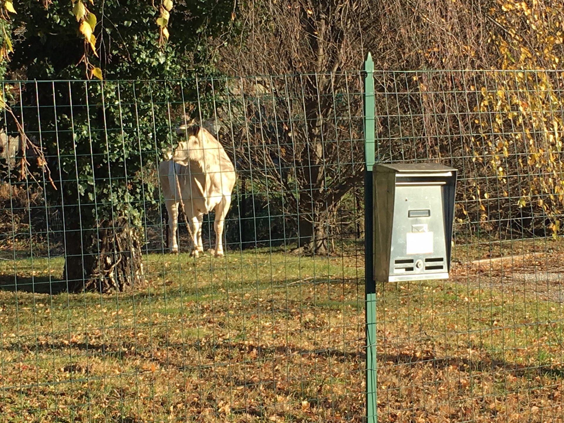 Mucca in fuga lurate caccivio