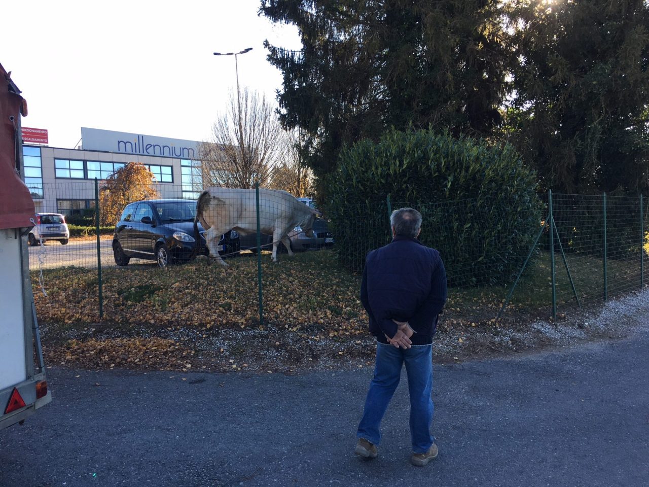 Mucca in fuga dal macello abbattuta dopo due ore VIDEO e FOTO