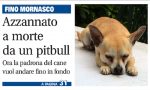 Chihuahua azzannato a morte: c'è l'ordinanza per contenere il pitbull