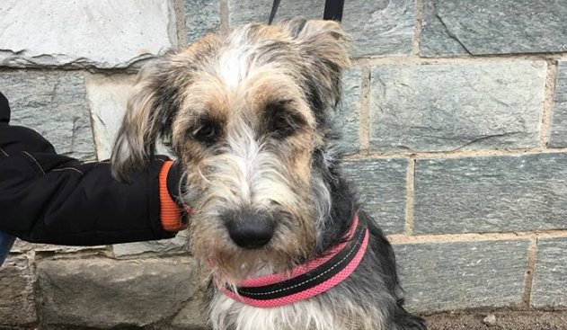 Cani scomparsi Ketty ritrovata da Como Soccorso