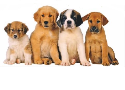 Esposizione canina a Lariofiere dall’8 dicembre