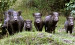 Il bilancio 2019 degli agricoltori lariani? Clima pazzo e allarme animali selvatici