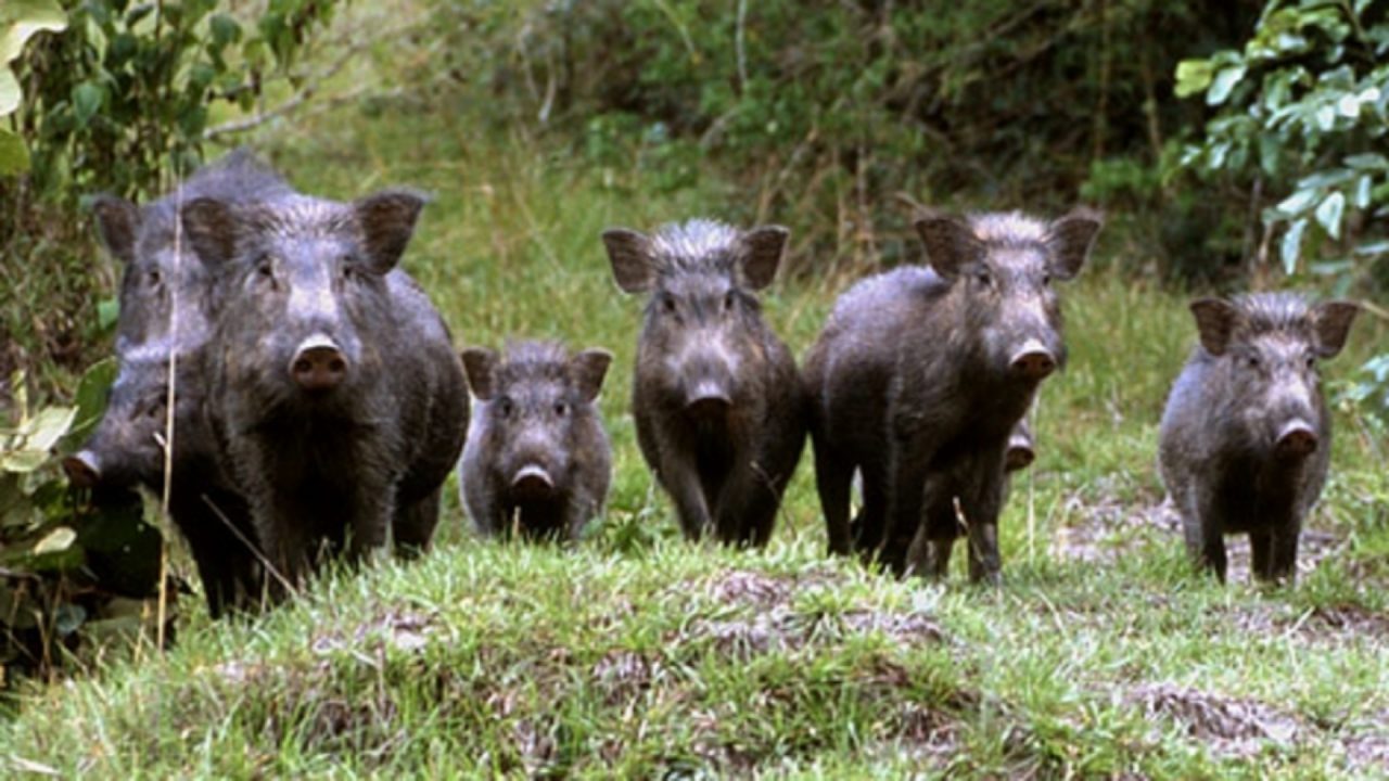 Caccia di selezione al cinghiale nell’Olgiatese