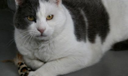 E' scomparso il gatto Freccia Arosio si mobilita LE FOTO