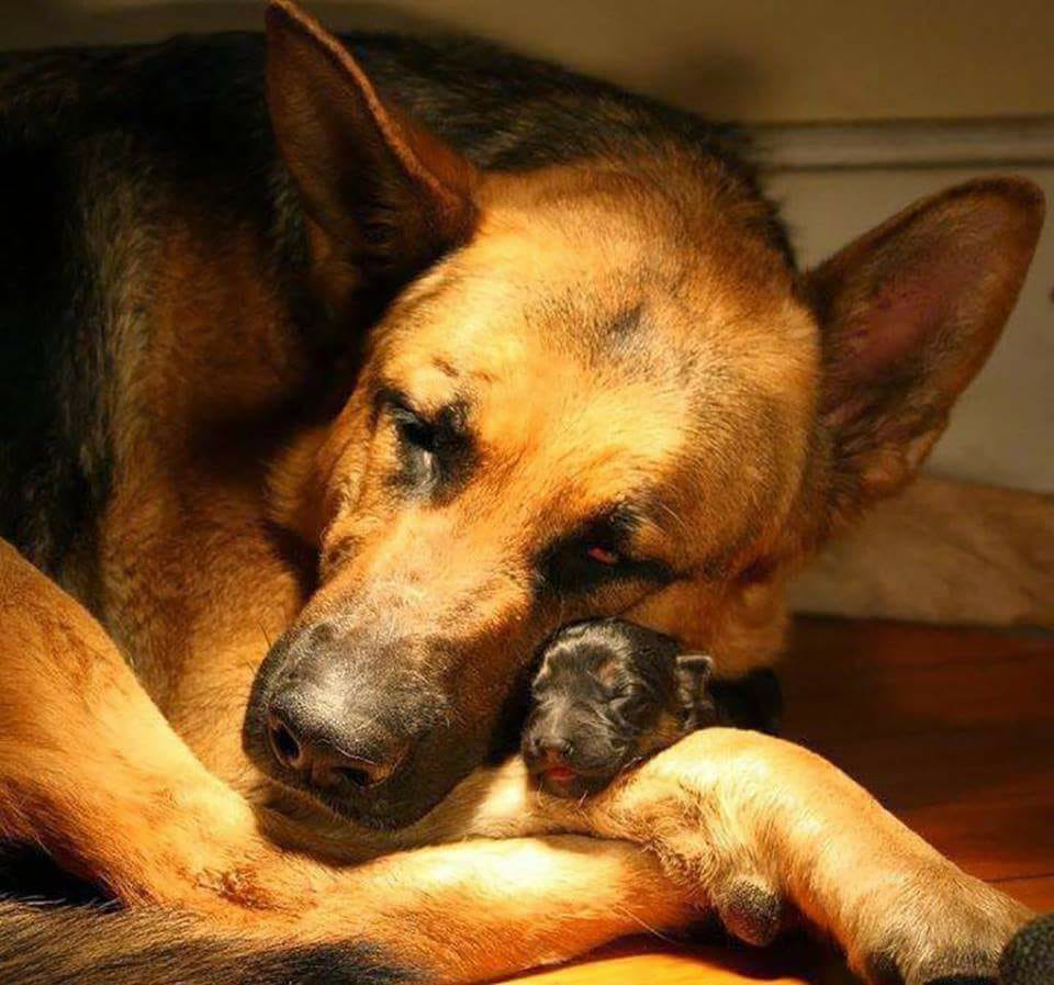La scrittrice degli animali è di Como