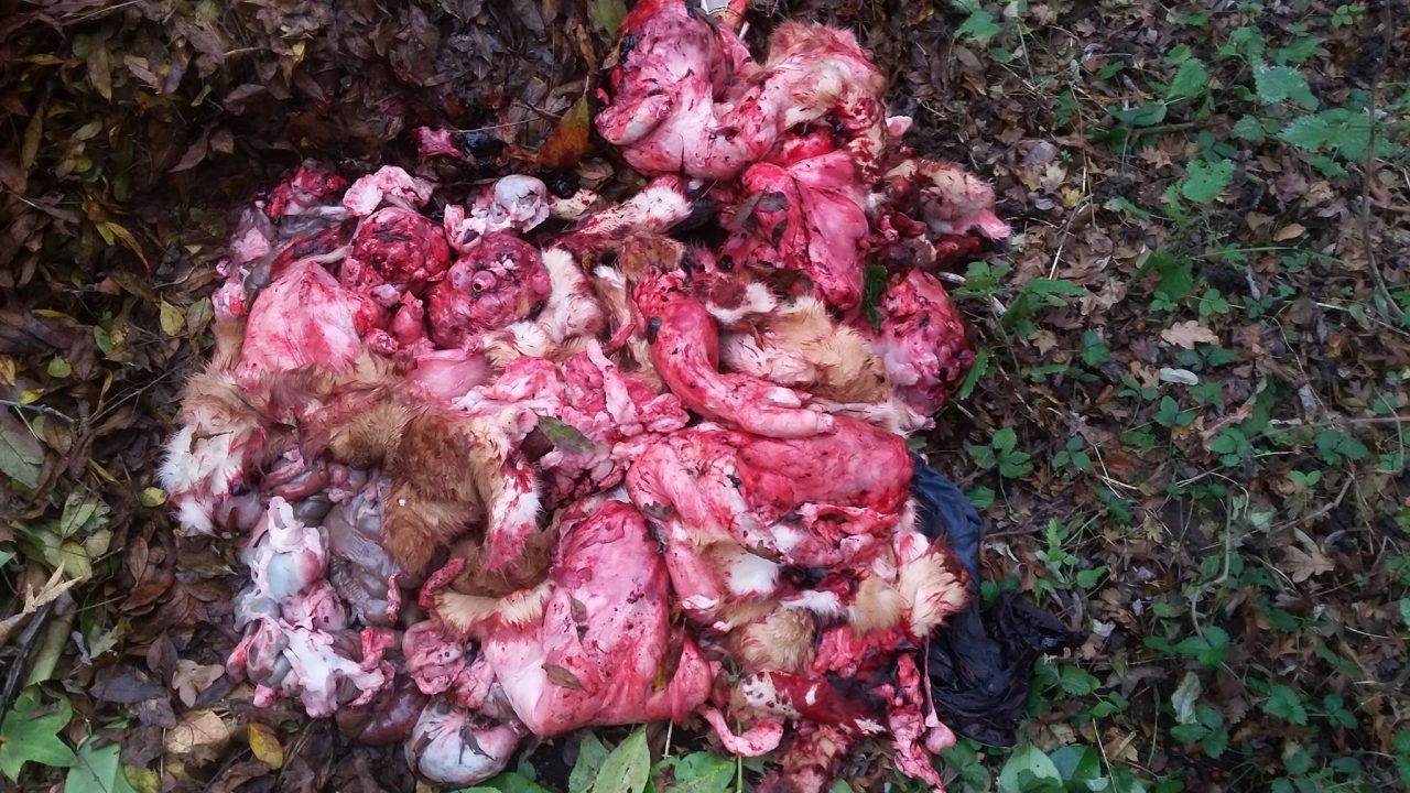 Interiora di animali abbandonate nei boschi di Cantù