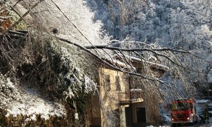Alberi caduti per la neve creano disagi a San Nazzaro