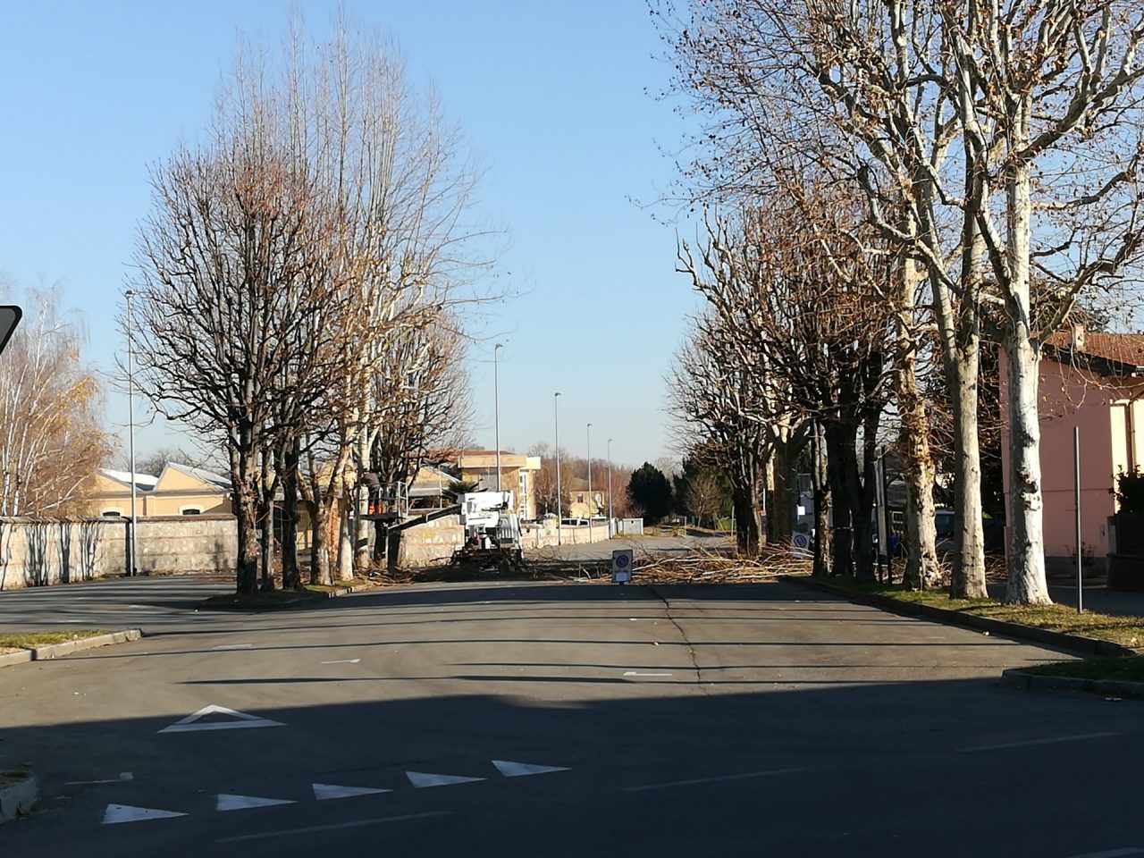 Taglio piante investimento per 20.000 euro