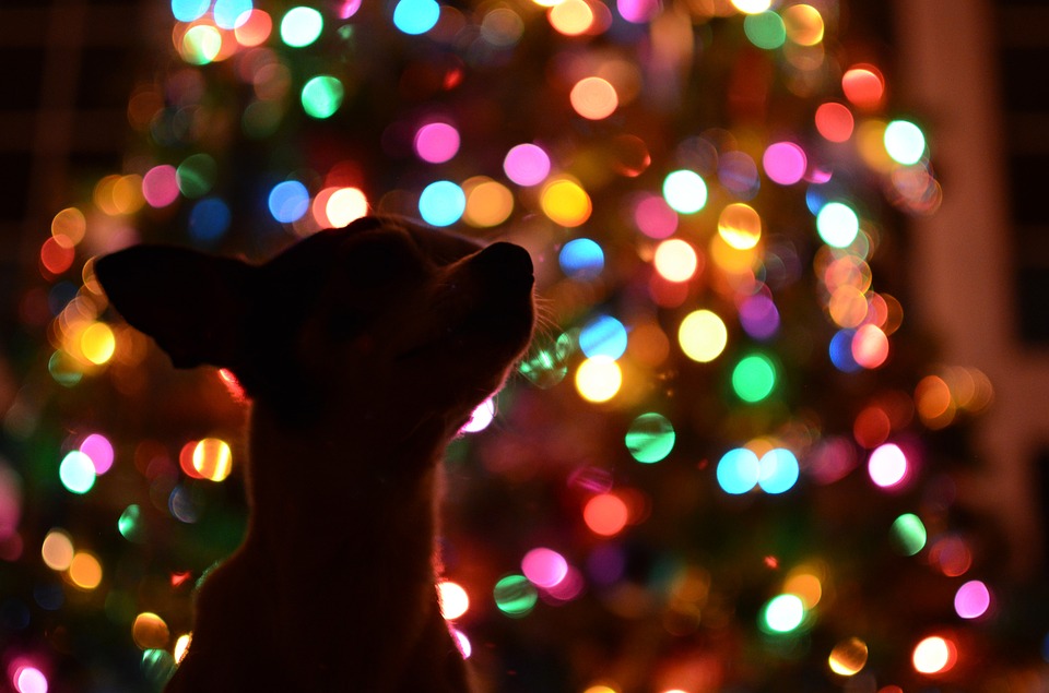 Vota le luminarie più belle del Comasco FOTO e VIDEO