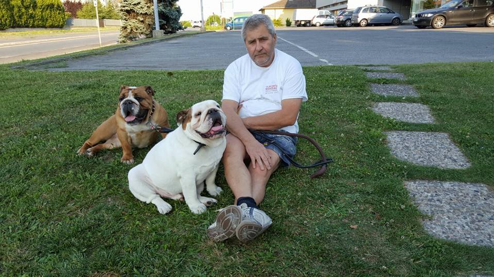 Cane abbandonato salvato grazie alle torte STORIE DEL 2017