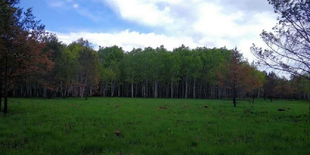 Parco Groane, concessione lotti boschivi per il taglio di legna da ardere -  Prima Como