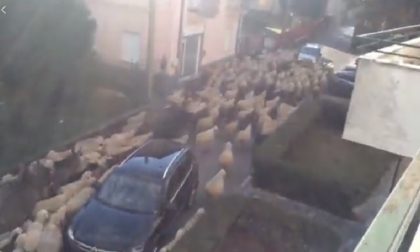 Invasione di pecore ad Albate VIDEO